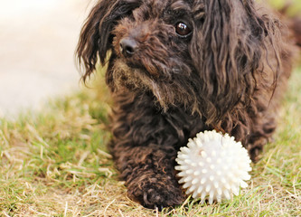 Russian Tsvetnaya Bolonka has pink ball and is looking to its master. Playful dog.  Bolognese dog. 
