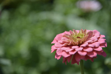 ピンクの花