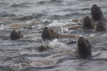 Wild steller sea lions (Eumetopias jubatus) on Tuleniy island near Sakhalin