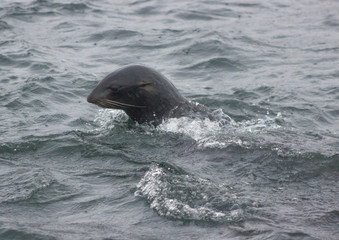 Obraz premium Wild Northern fur seal (Callorhinus ursinus) on Tuleniy island near Sakhalin