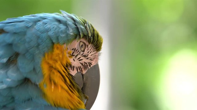 Macaw blue and yellow parrot in 4k slow motion 60fps