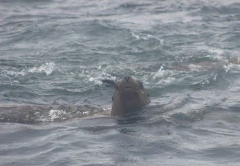 Obraz premium Wild steller sea lions (Eumetopias jubatus) on Tuleniy island near Sakhalin