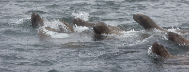 Wild steller sea lions (Eumetopias jubatus) on Tuleniy island near Sakhalin