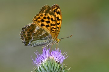 papillon sur une fleur de chardon