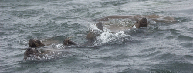 Wild steller sea lions (Eumetopias jubatus) on Tuleniy island near Sakhalin