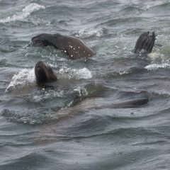 Obraz premium Wild steller sea lions (Eumetopias jubatus) on Tuleniy island near Sakhalin