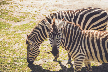 Fototapeta na wymiar Zebra (Equus quagga) grazes on wild grass in sandy soil in a vintage garden setting