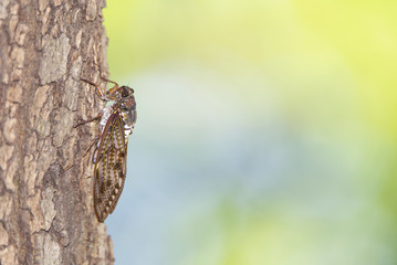 Side view of a large brown cicada on the tree trunk in summer.

