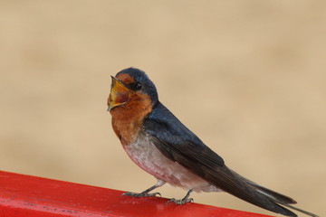 small bird squawking 