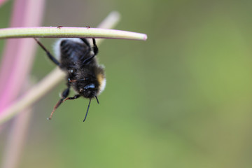 bumblebee