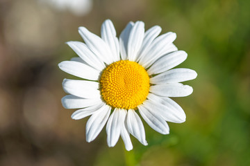 Fototapeta premium chamomile
