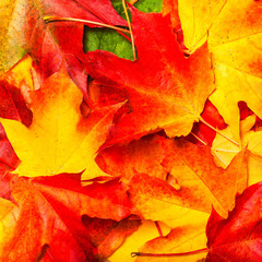 Red and Orange Autumn Leaves Background. Seasonal concept.