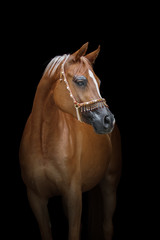 Beautiful chestnut arabian horse isolated on black background