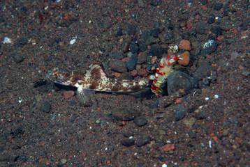 Mottled shrimp-goby Tomiyamichtys oni