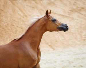 Portrait of a chestnut arabian horse on sandy desert background