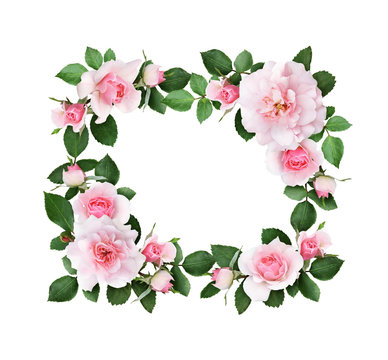 Pink rose flowers and green leaves in a floral frame