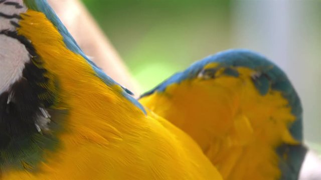 Macaw blue and yellow parrot in 4k slow motion 60fps
