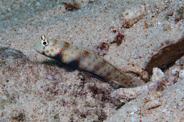 Black-chest shrimp-goby Amblyeleotris guttata