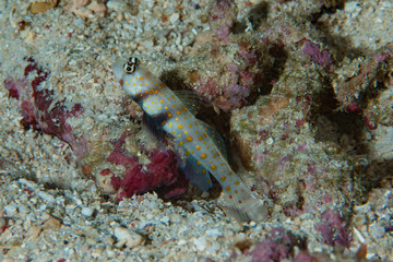 Black-chest shrimp-goby Amblyeleotris guttata