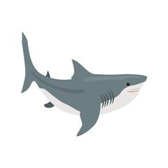 Shark color vector icon. Flat design