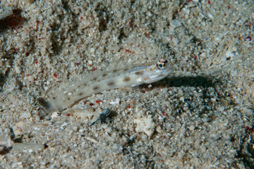 Obraz na płótnie Canvas Pale shrimp-goby Ctenogobiops feroculus