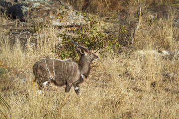 Nyala in Kruger National park, South Africa ; Specie Tragelaphus angasii family of Bovidae