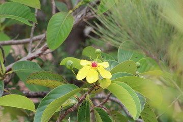 Obraz na płótnie Canvas small yellow flowering plant 