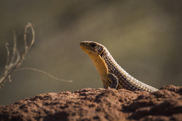 Rock monitor in Kruger National park, South Africa ; Specie Varanus albigularis family of Varanidae