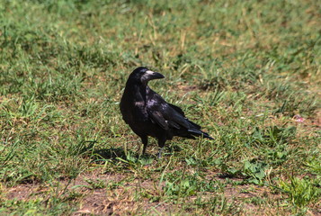 Common raven