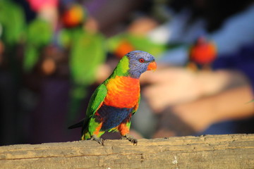 proud rainbow bird