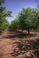 Fototapeta premium Nature landscape
