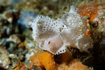 Sueviota bryozophyla Bryozoan Goby