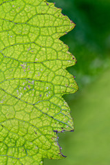 Abstract green leaf.