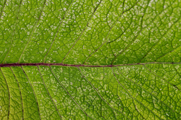 Abstract green leaf.