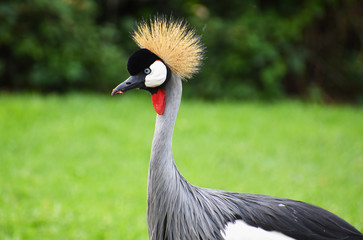 Closeup of a crowned crane in a garden in South Africa