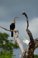 Sri-Lanka
