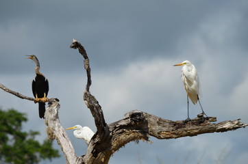 Sri-Lanka