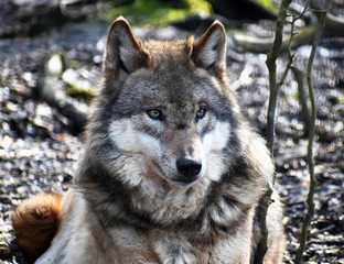 Naklejka na ściany i meble Closeup of a wild wolf in a forest in Germany