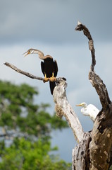 Sri-Lanka