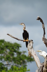 Sri-Lanka