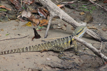 Obraz premium lizard trying to hide
