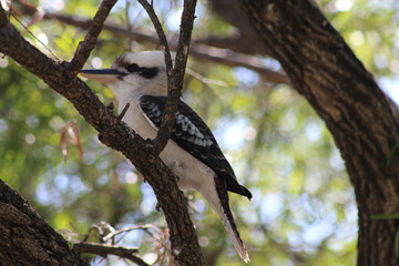 proud kookaburra in tree