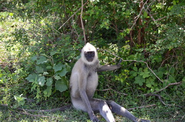 Obraz premium Sri-Lanka