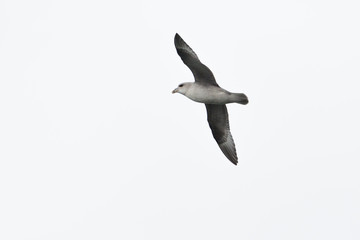 flying northern arctic fulmar (fulmarus glacialis), white sky