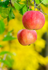 two ripe apples on a brunch. harvest time in autumn.