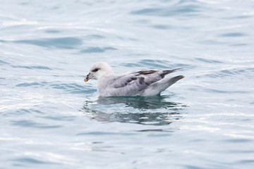 swimming northern arctic fulmar (fulmarus glacialis), water surface