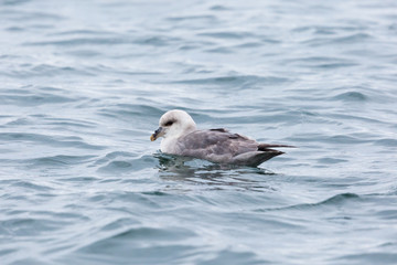 northern arctic fulmar (fulmarus glacialis) swimming