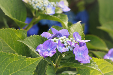 紫陽花