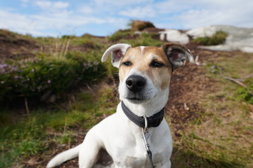 Jack Russel