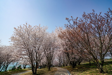 桜　粟嶋神社